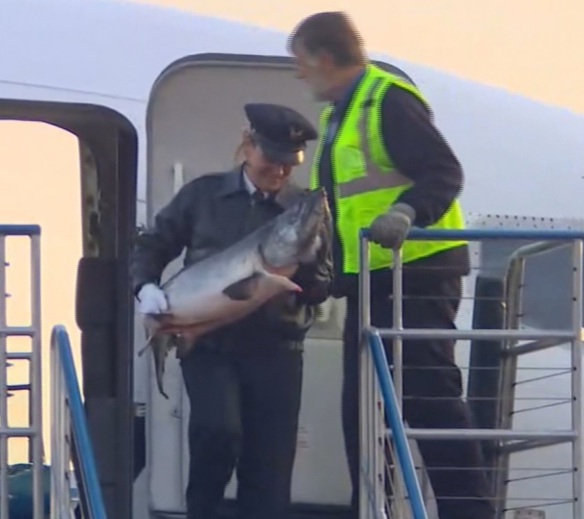 First 22,000 Lbs of Copper River Salmon Lands in Seattle; 77,000 More Lbs. Expected Today